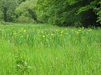 Zone humide ©CLE RFBB 2007