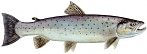 truite mer 